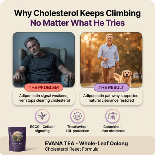 Evana Tea — Whole-Leaf Oolong To Support Natural Cholesterol Clearance